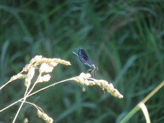Calopteryx xanthostoma