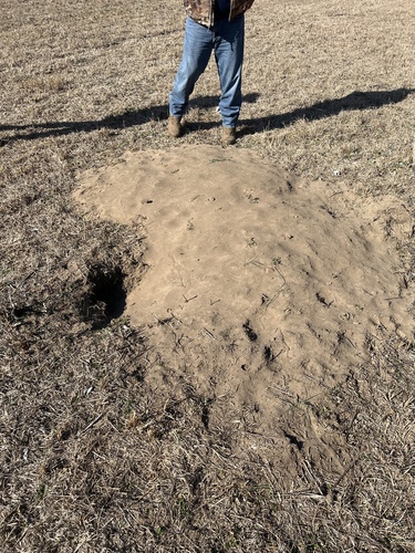 American Badger photographed in Indiana