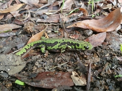 Triturus pygmaeus