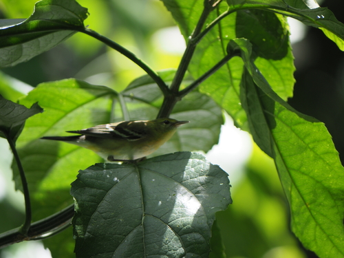 Bay-breasted Warbler (Setophaga castanea), photo 3