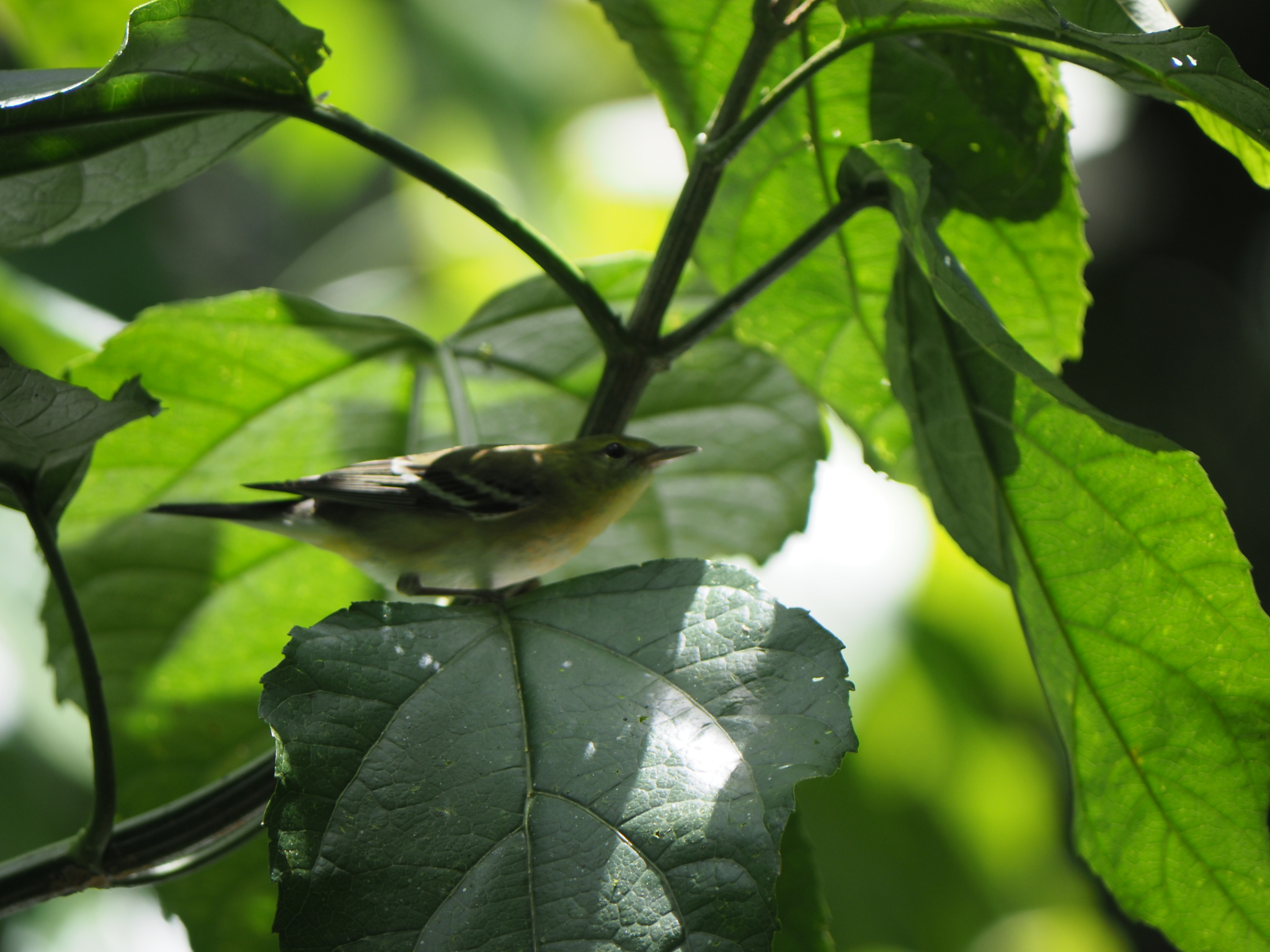 Bay-breasted Warbler (Setophaga castanea), photo 3
