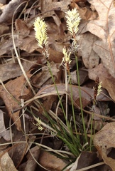 Carex pensylvanica