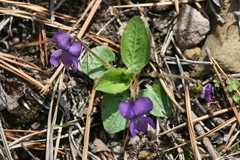 Viola fimbriatula
