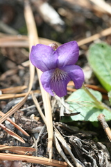 Viola fimbriatula