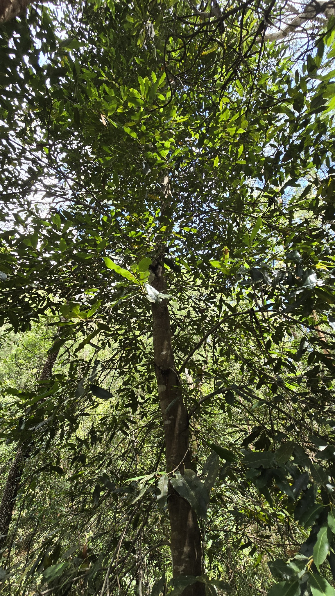 Coachwood (Ceratopetalum apetalum)