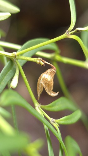 Prostanthera linearis, photograph 6