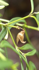 Prostanthera linearis, photograph (c) Petra Holland, some rights reserved (CC BY)