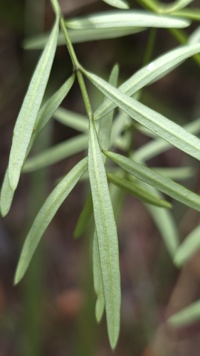 Prostanthera linearis, photograph 5