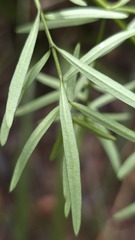 Prostanthera linearis, photograph (c) Petra Holland, some rights reserved (CC BY)