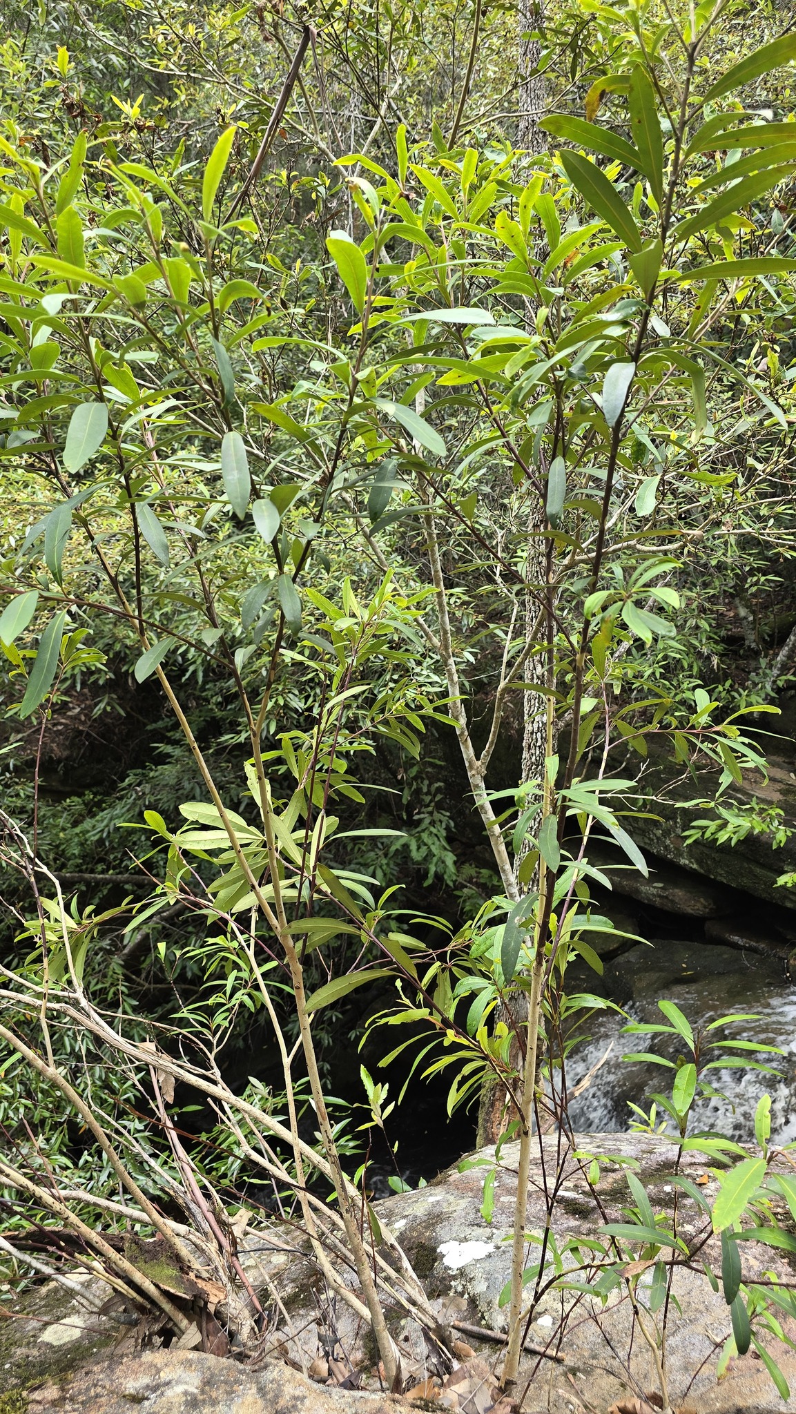 Water Gum (Tristaniopsis laurina Luscious)