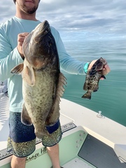 Mycteroperca microlepis