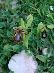 Ophrys speculum