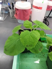Nicotiana benthamiana