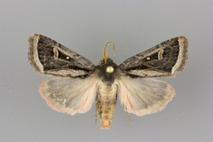 Trichofeltia circumdata