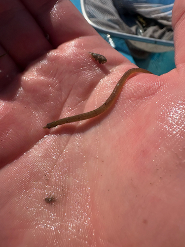 Fringed pipefish (Anarchopterus criniger) — Syngnathidae — 4