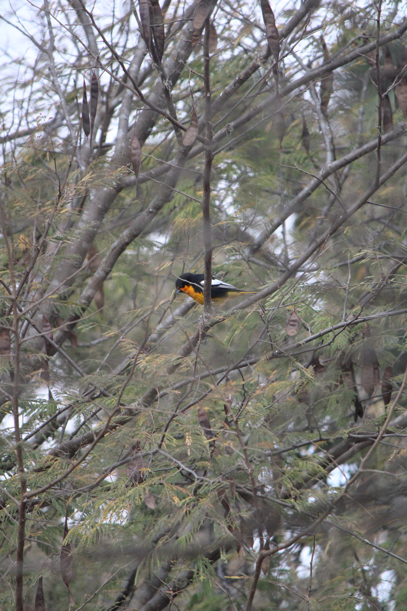Black-backed Oriole (Icterus abeillei), photo 2