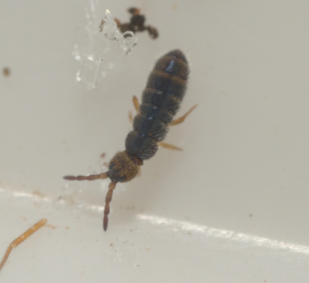 Isotoma nigrifrons