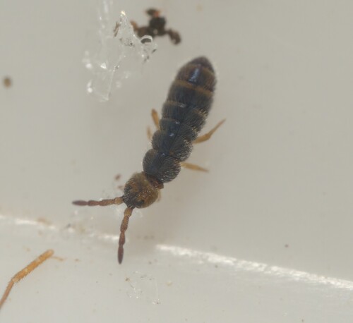 Isotoma nigrifrons