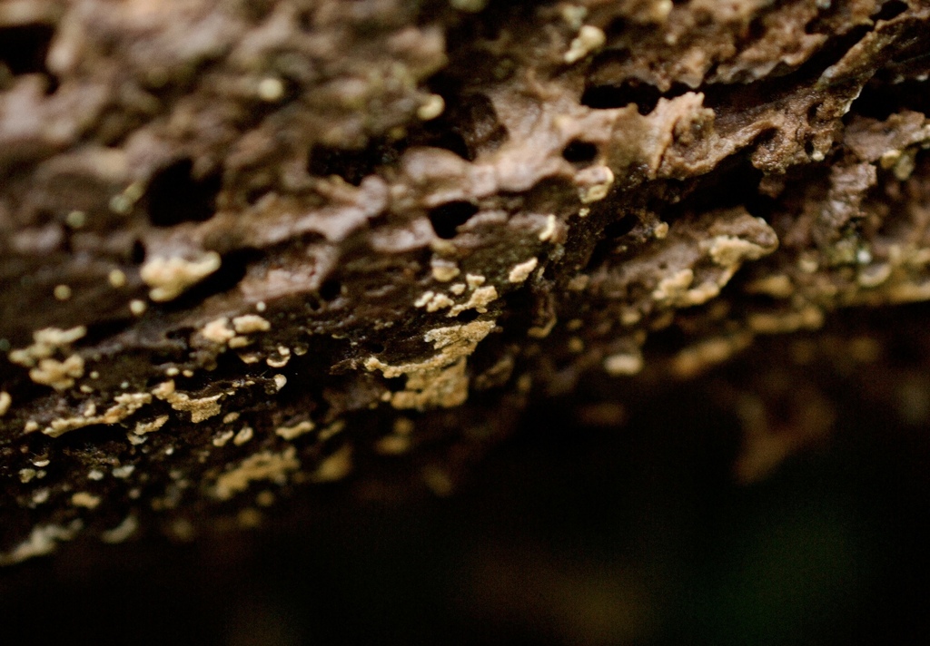 Botryobasidium aureum · January 2026 · photo: © cryptomarasmius (iNaturalist, cc-by)