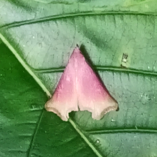 Rhododactyla semirosea