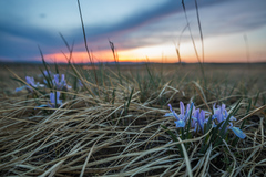 Iris lactea biglumis
