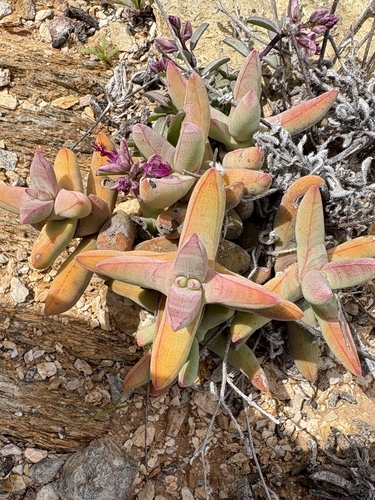 Crassula grisea