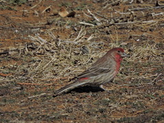 Haemorhous mexicanus