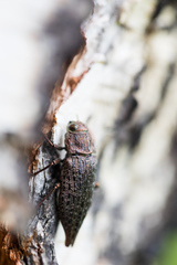 Dicerca aino