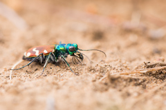 Cicindela coerulea nitida