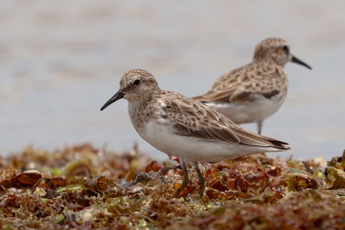 Correlimos menudillo (Calidris minutilla)