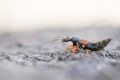 Staphylinus erythropterus