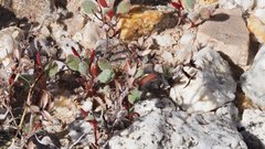 Chorizanthe corrugata