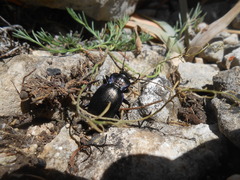 Carabus pseudomonticola