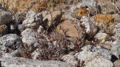 Chorizanthe corrugata