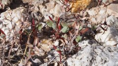 Chorizanthe corrugata