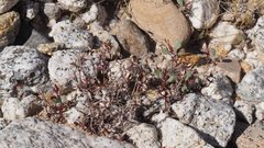 Chorizanthe corrugata