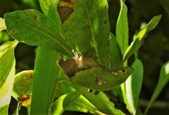 Pycnopalpa bicordata