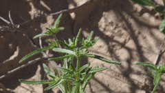 Cryptantha maritima maritima