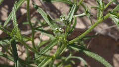 Cryptantha maritima maritima