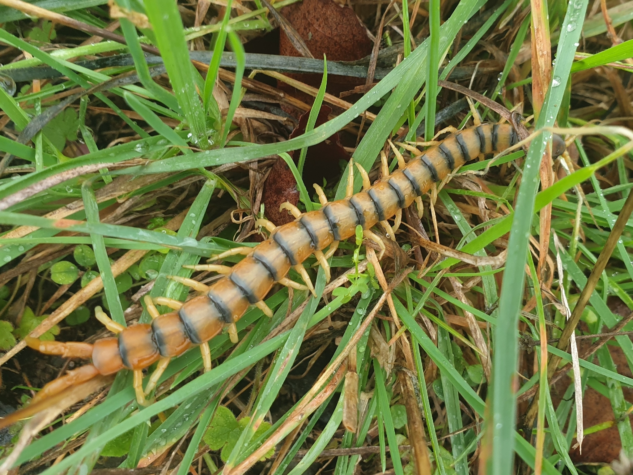 Scolopendra cingulata Latreille, 1829