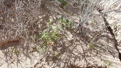 Cryptantha maritima maritima