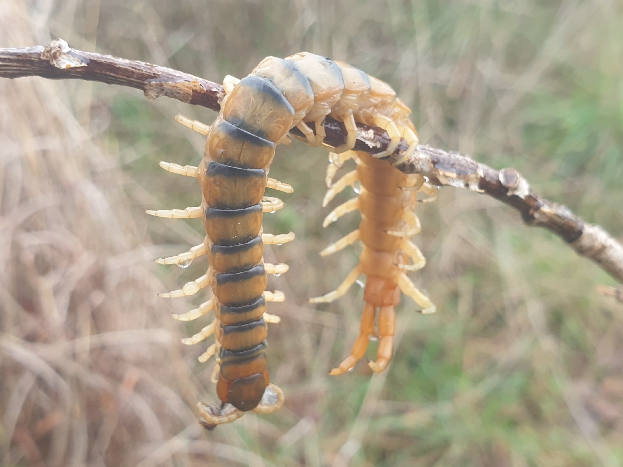 Scolopendra cingulata Latreille, 1829