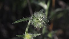 Cryptantha nevadensis