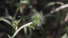 Cryptantha nevadensis