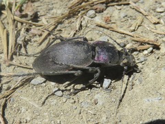 Carabus purpurascens