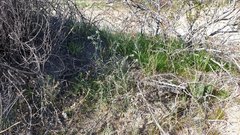 Cryptantha nevadensis