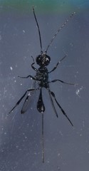 Aulacidae