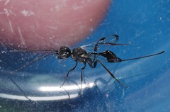 Aulacidae