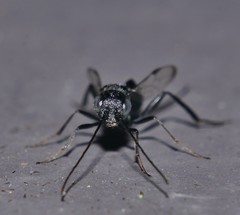Aulacidae