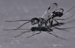 Aulacidae